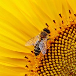 Abeille butine tournesol