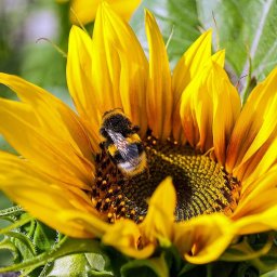 Abeille butine tournesol