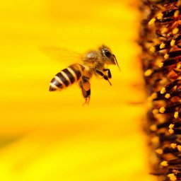 Abeille butine tournesol