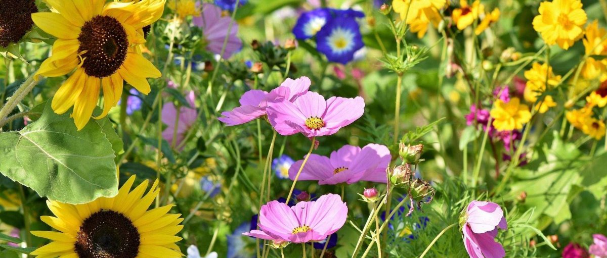 Fleurs des champs
