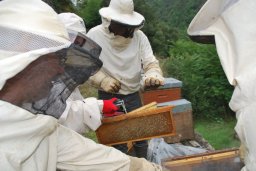 parrainer une ruche abeilles