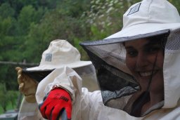 parrainer une ruche abeilles