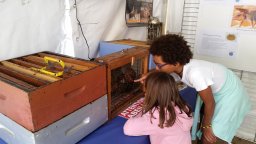 parrainer une ruche abeilles